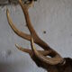 Taxidermy deer head hunting trophy