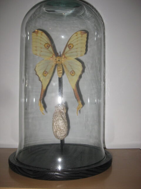 PAPILLON WHAT GLOBE "COMETE" cabinet of curiosity entomology taxidermy