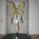 PAPILLON WHAT GLOBE "COMETE" cabinet of curiosity entomology taxidermy