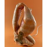 Shell lamp