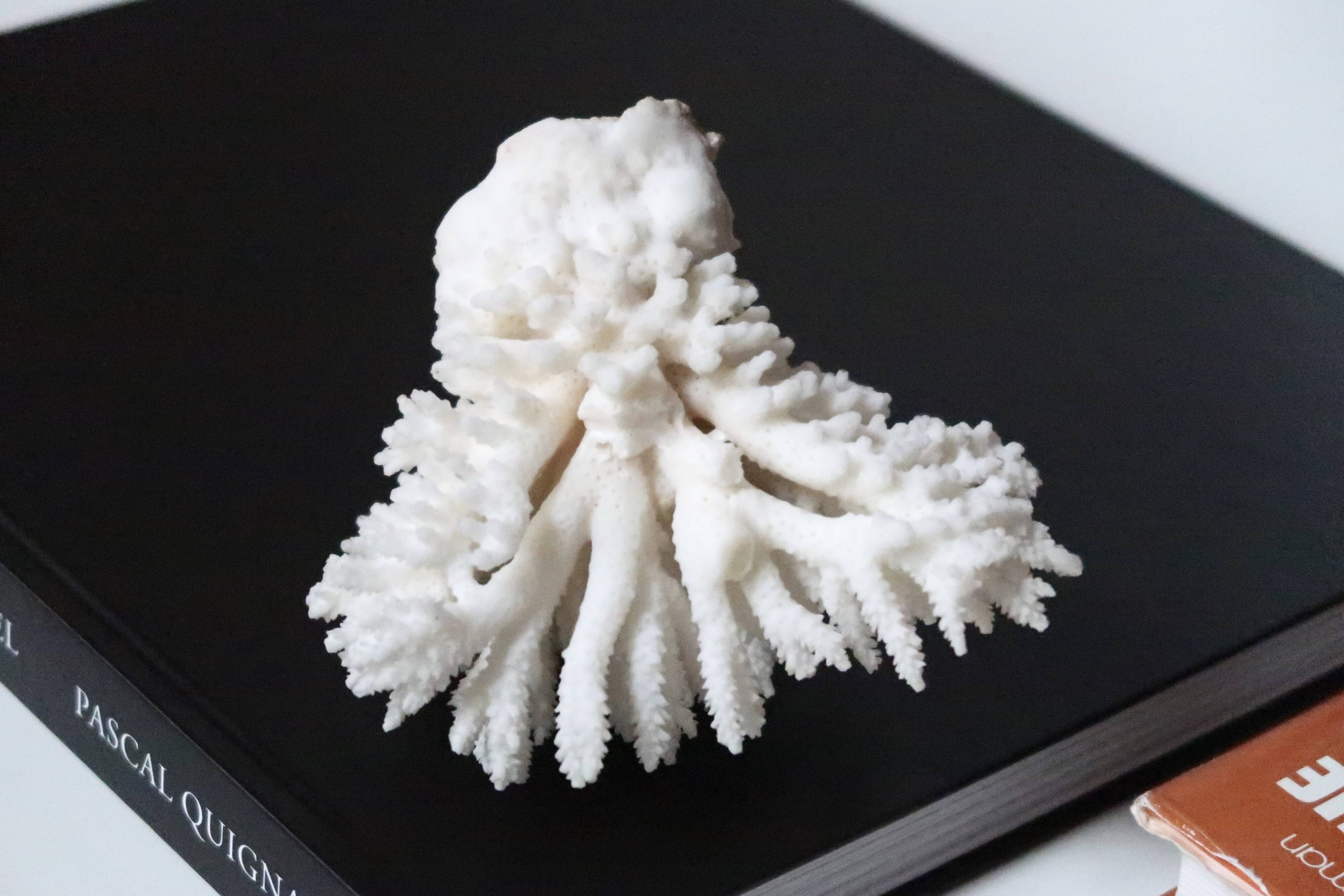 White coral, 70s