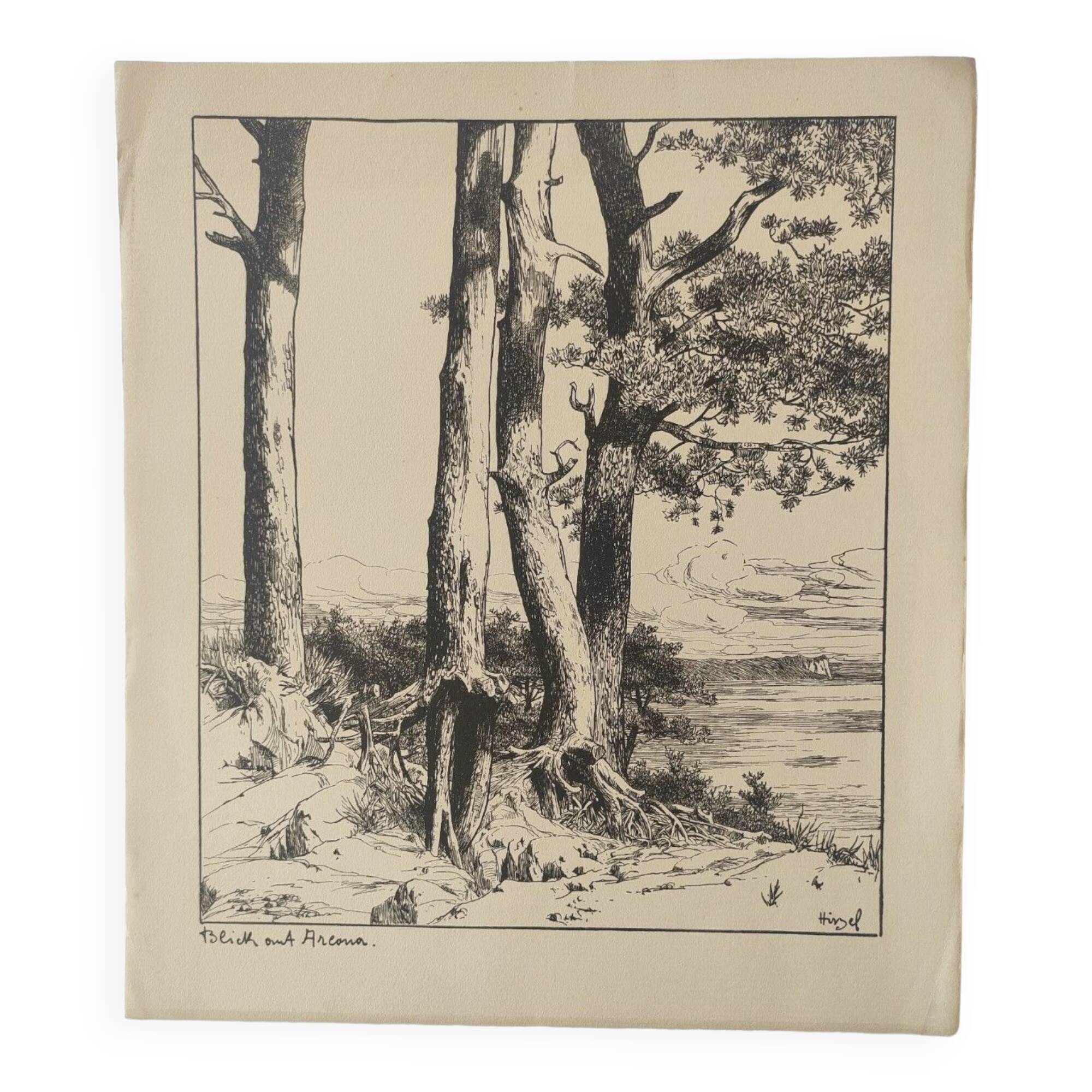 Antique print - Pine, sea and cliff - Lithograph from 1902