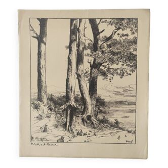 Gravure ancienne - Pin, mer et falaise - Lithographie de 1902