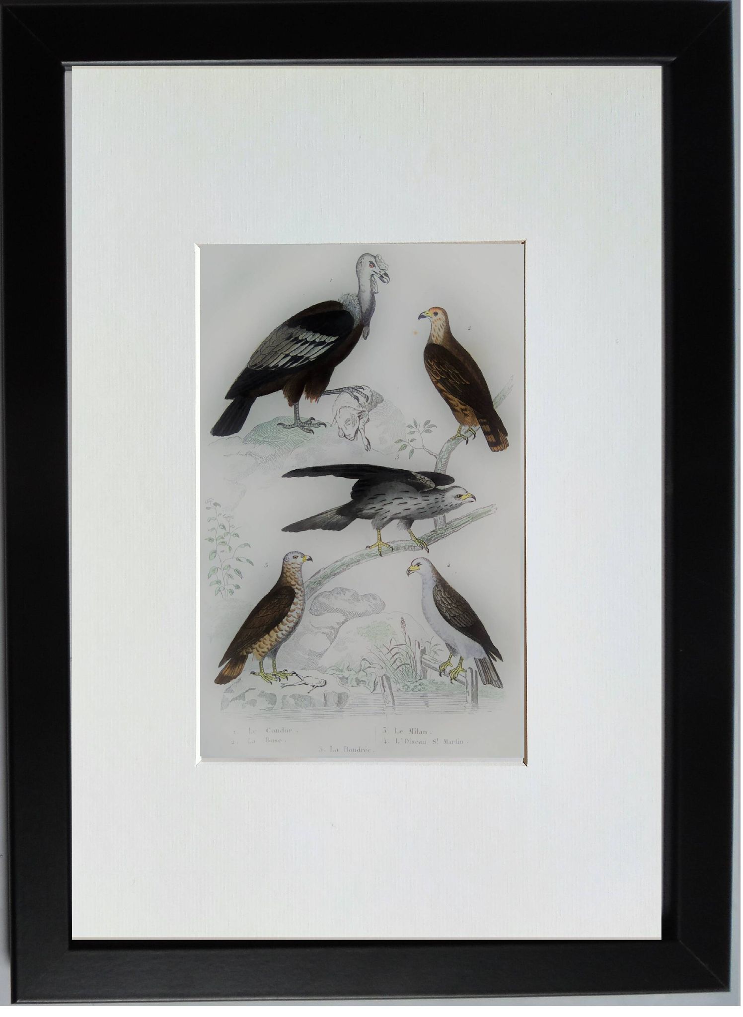 Original ornithological plate "Condor - Buzzard - Kite - &c..." Buffon 1836