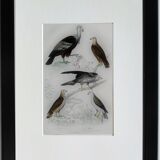 Planche ornithologique originale "Condor - Buse - Milan - &c... " Buffon 1836