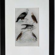 Original ornithological plate "Condor - Buzzard - Kite - &c..." Buffon 1836