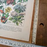 Printed in 1905, the flowers of trees and shrubs