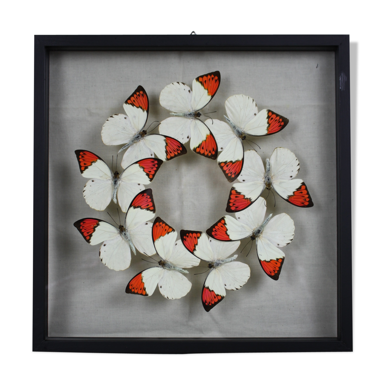 Envolée de papillons