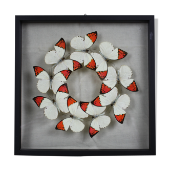 Envolée de papillons