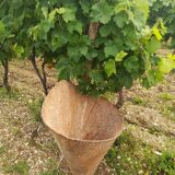 Ancienne hotte à vendanges