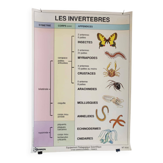 Affiche pédagogique scolaire vintage Les invertébrés