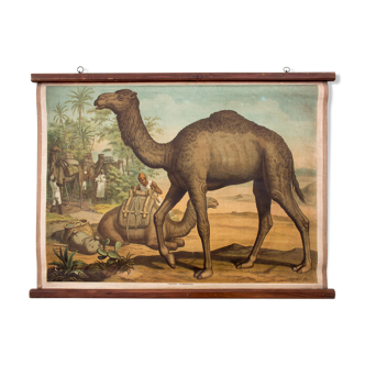 Affiche pédagogique dromadaire 1878