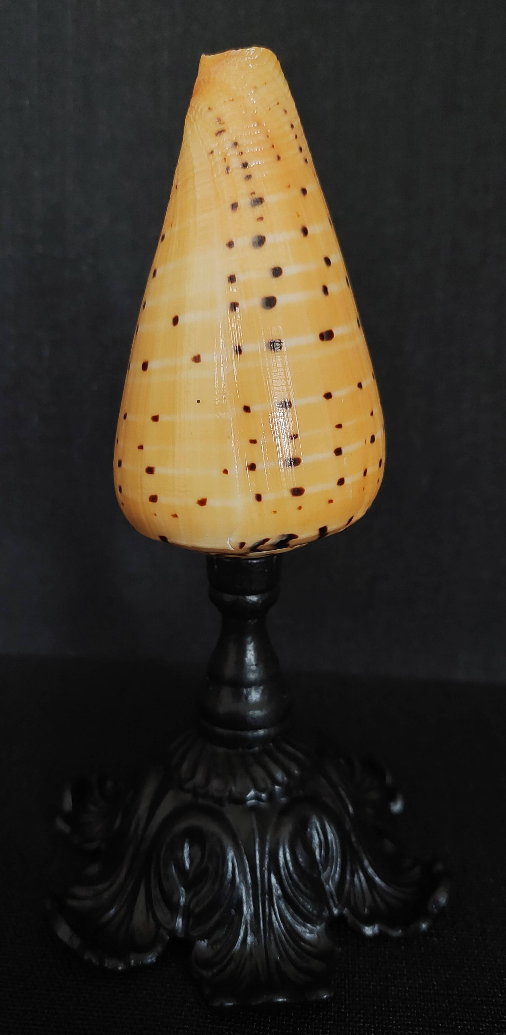 Cabinet of Curiosities conus betulinus shell on base