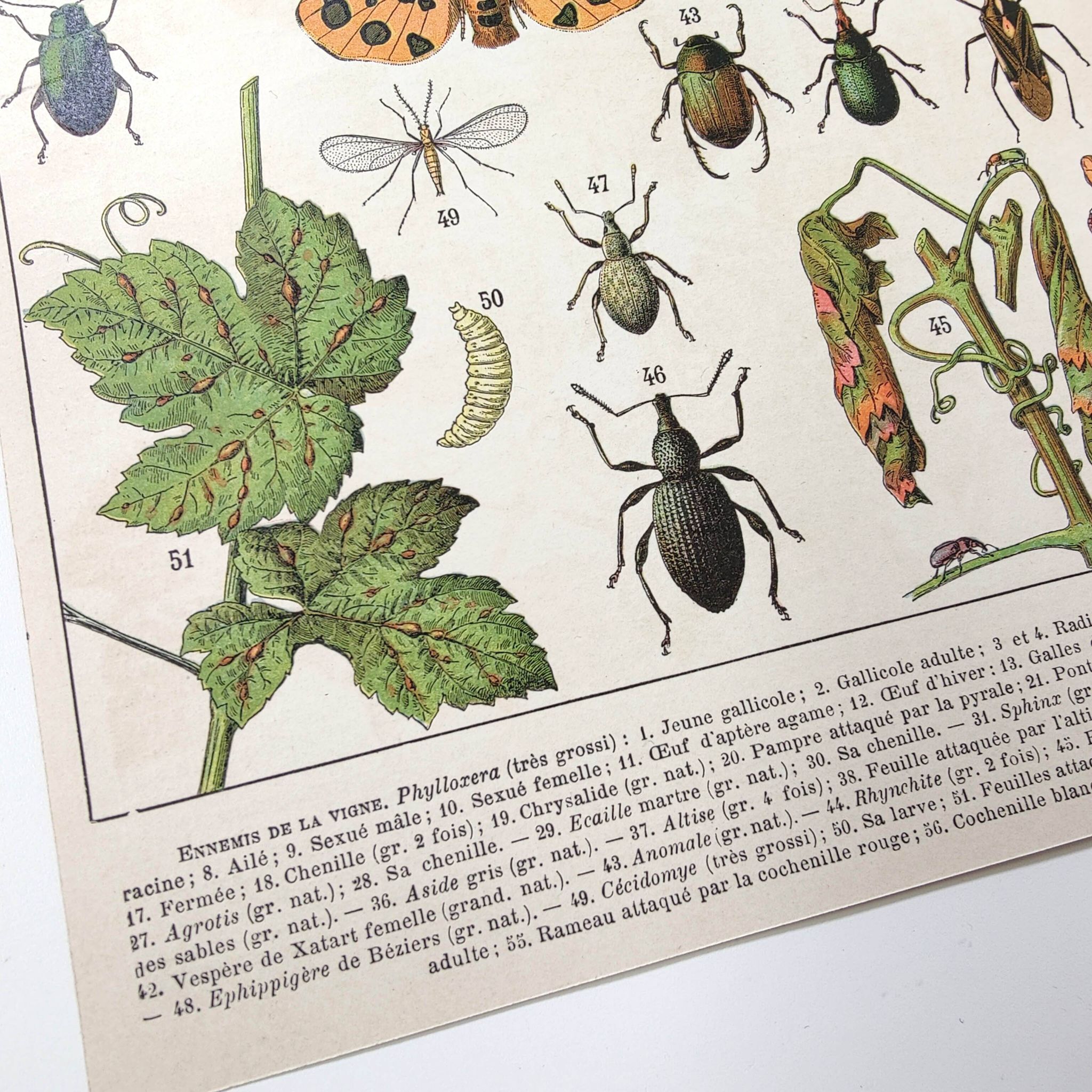 Lot deux Planches lithographies sur les maladies de la vigne 1900