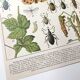 Lot deux Planches lithographies sur les maladies de la vigne 1900