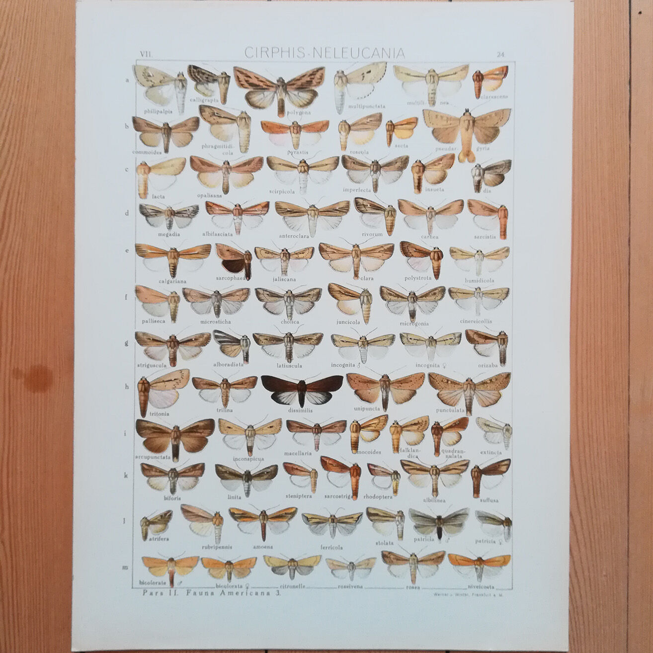 Engravings of lepidoptera lot of three