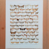 Engravings of lepidoptera lot of three