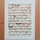Gravures de lépidoptères lot de trois