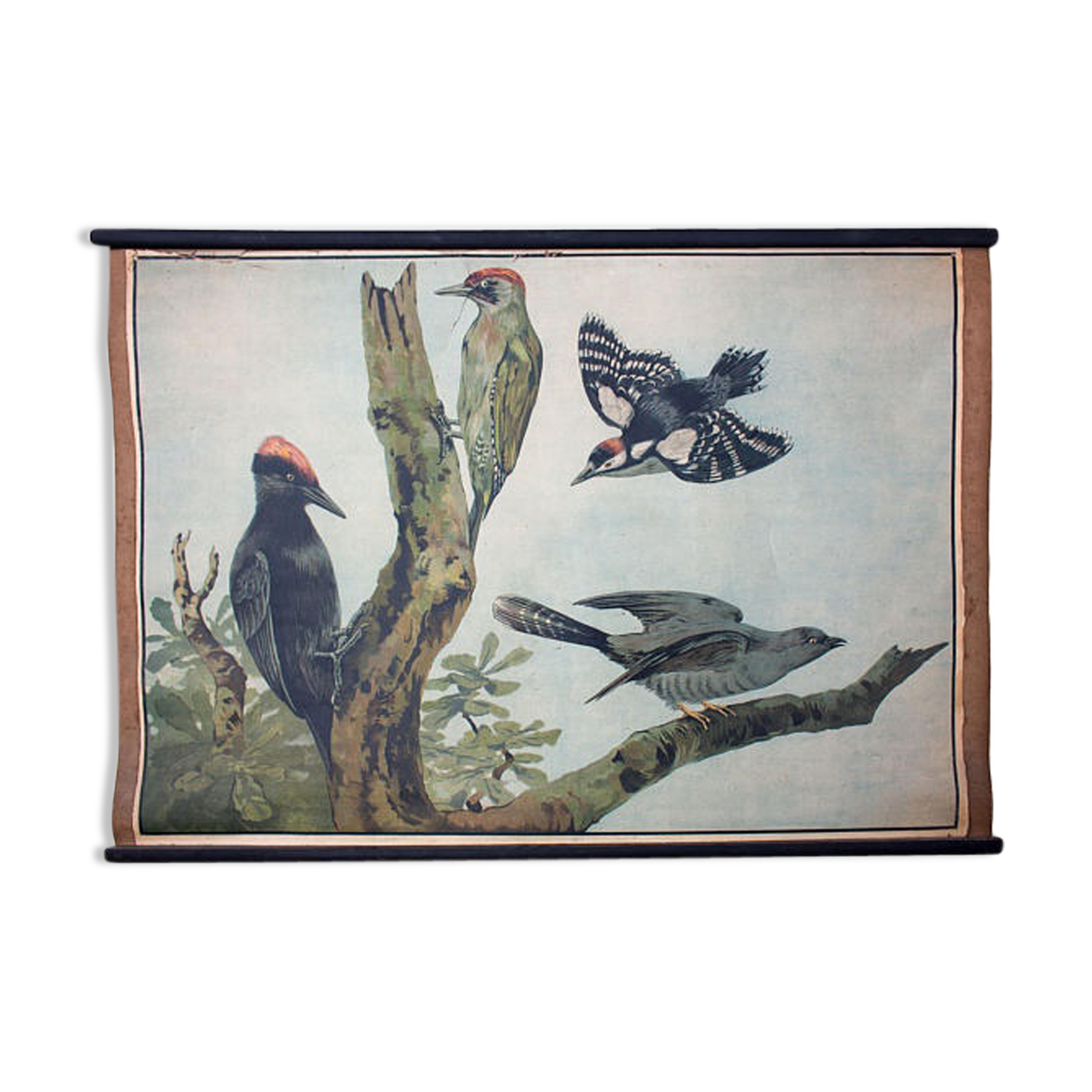 Educational poster, cuckoo and penis, lithograph, Karl Jansky, Böhmen, 1897