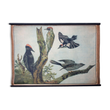 Educational poster, cuckoo and penis, lithograph, Karl Jansky, Böhmen, 1897