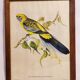 Gould Lithograph Enhanced Hand Parakeet
