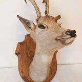 Roe deer trophy
