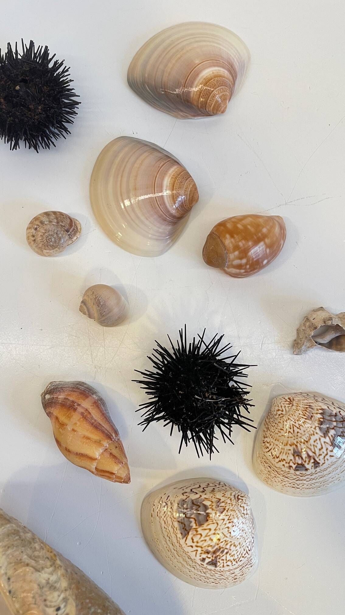 Collection de coquillages