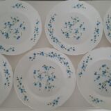 6 flat plates Myosotis veronica Arcopal