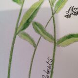Dessin botanique myosotis