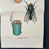 Fly insects poster 1970's university school learning educational poster