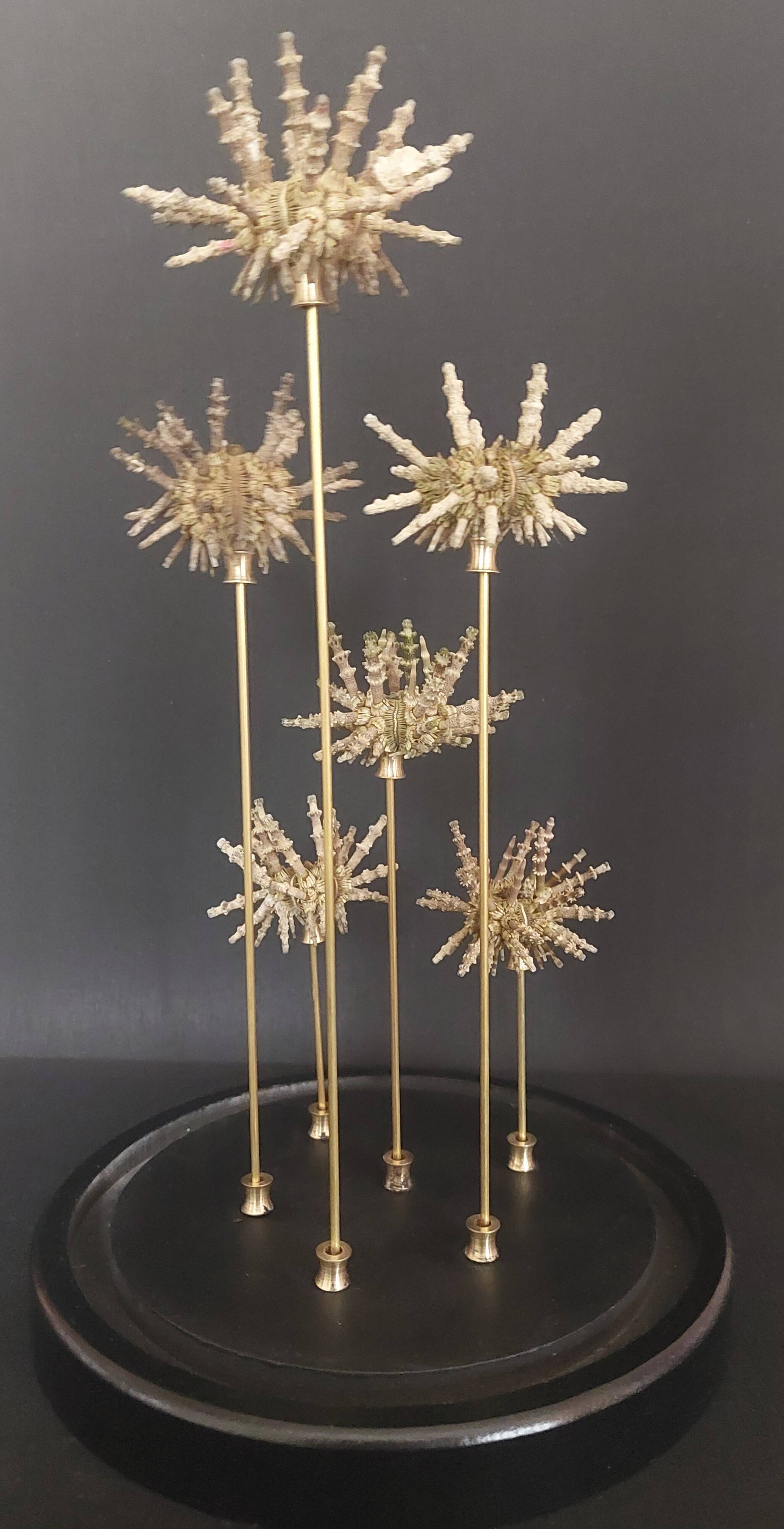 Cabinet of Curiosities globe with sea urchins Plococidaris verticillata