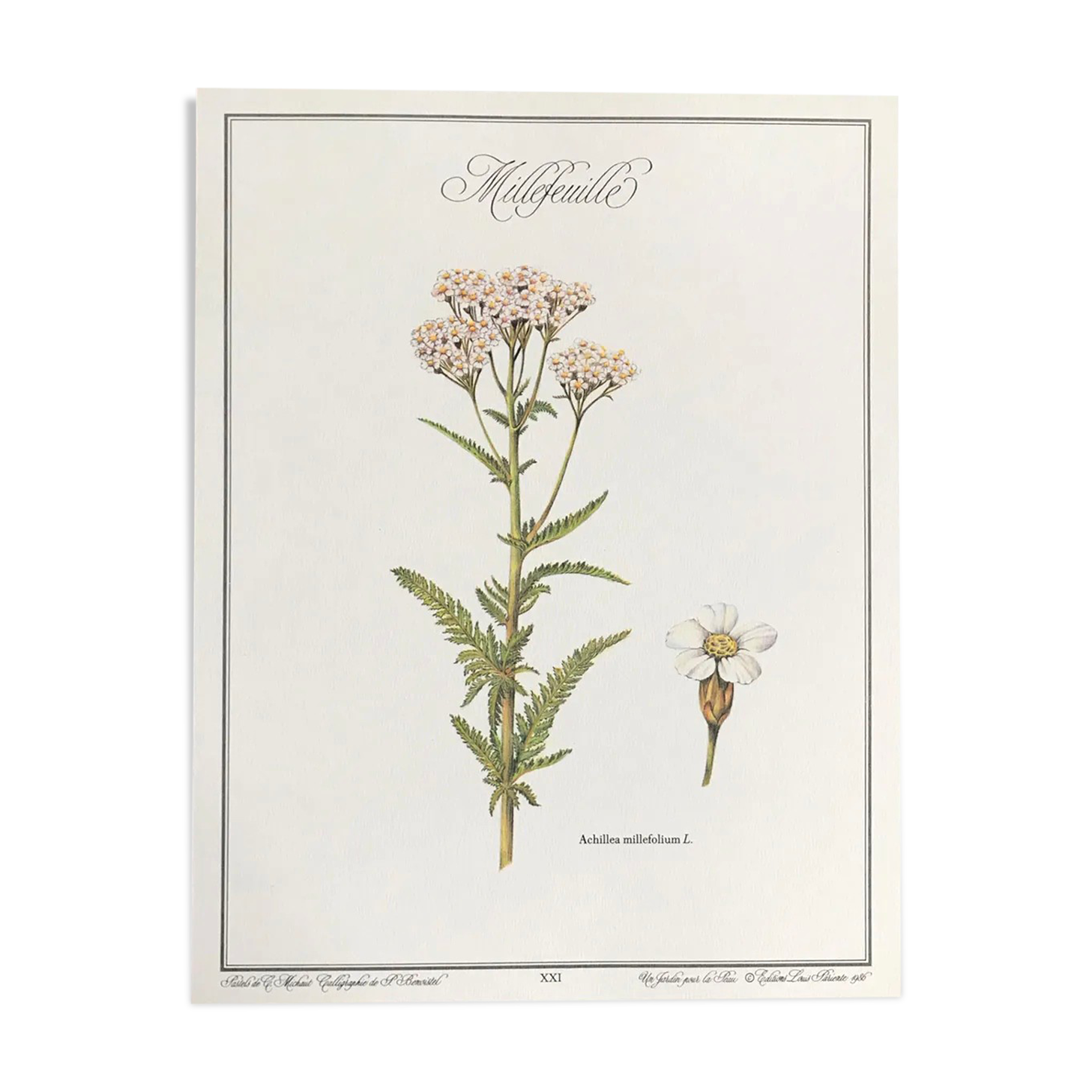 Planche botanique le millefeuille