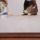 Set of 2 butterfly wing paintings