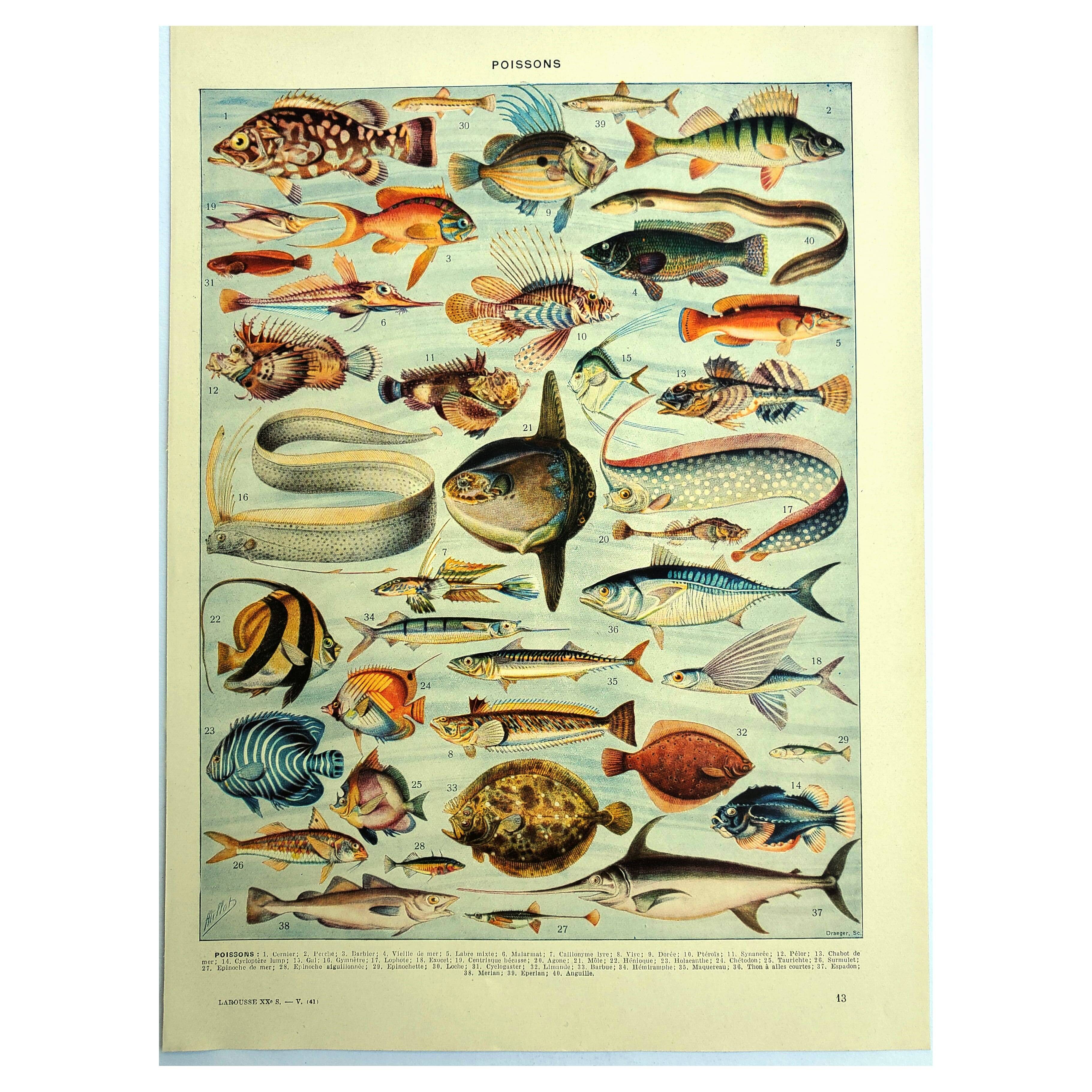 Old lithograph 1928 A. Millot - Fish
