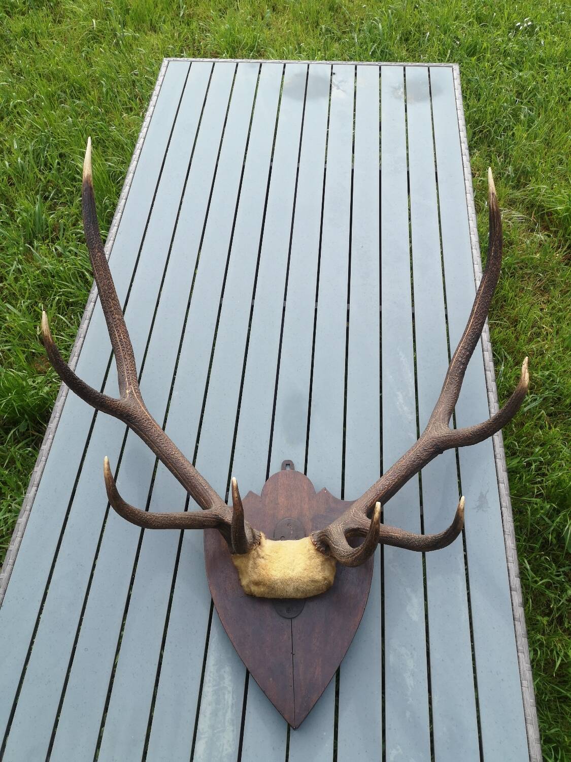 Deer Massacre Trophy