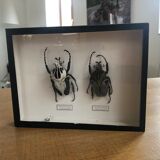 Naturalized beetle frame