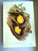 Vintage illustration - Toucan Ambigus by John Gould - bird plate