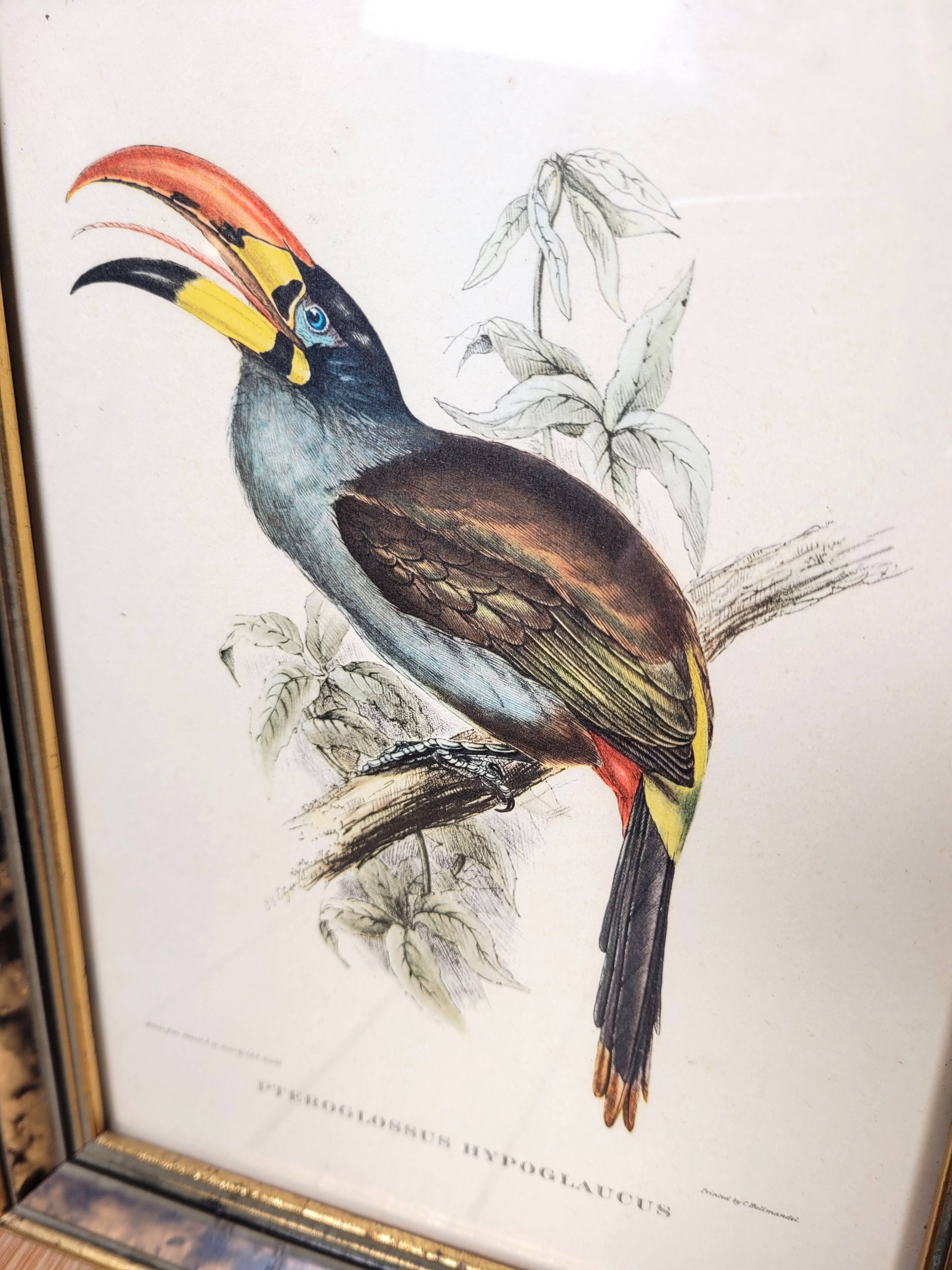 Painting tropical bird Aracari J. Gould