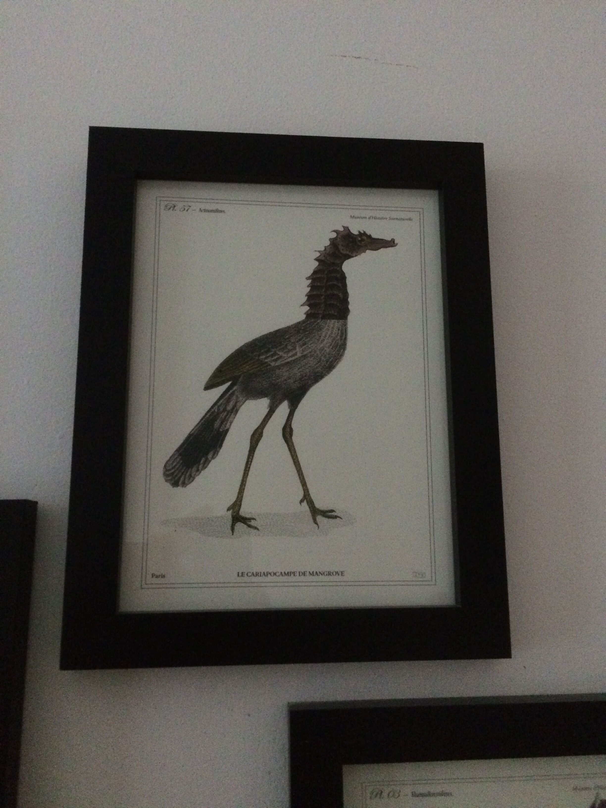 Chimera lithography animal engraving - the pink blazing