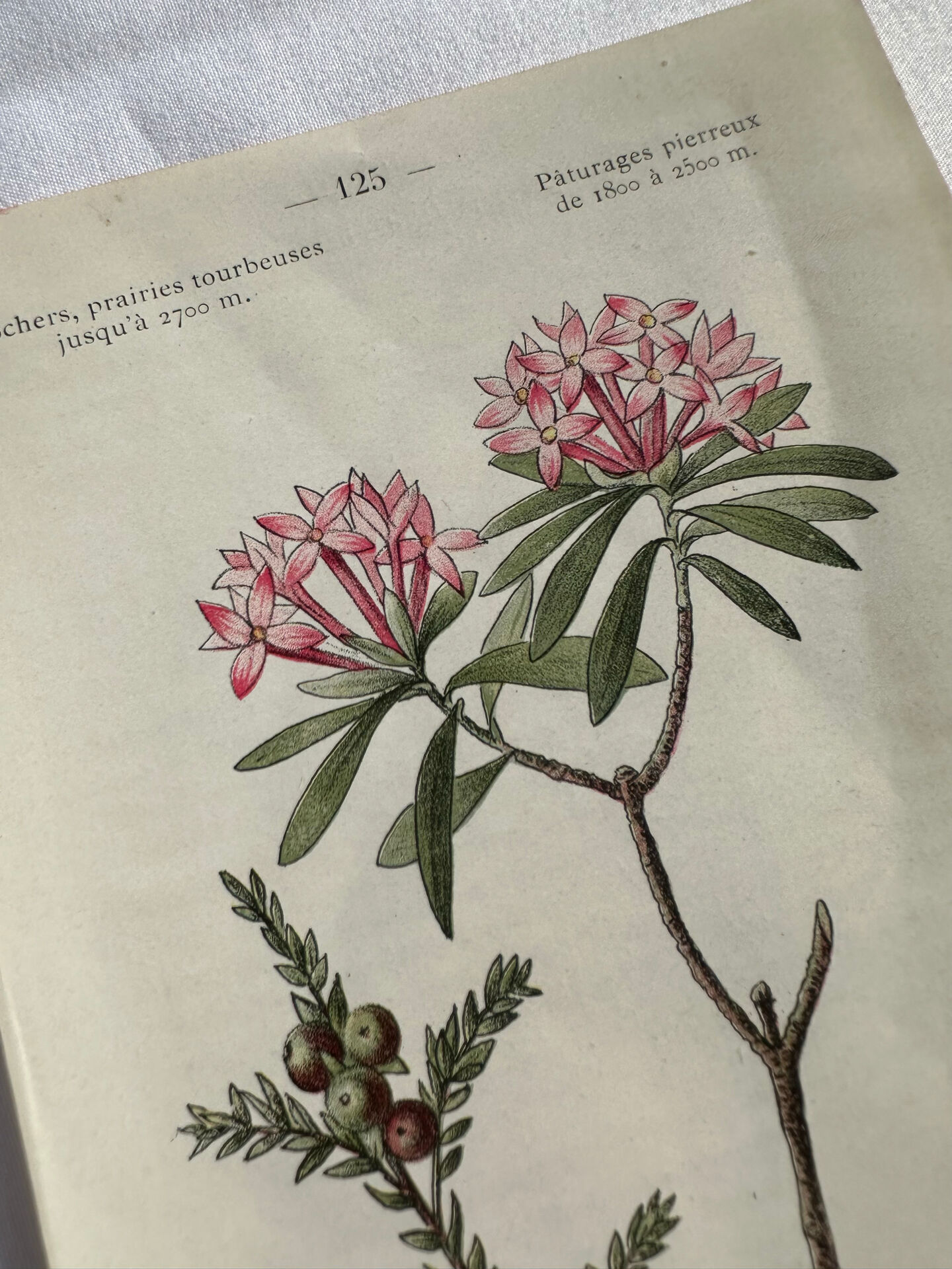 Naturalist Plate – 19th Century Botanical Engraving, Double-Sided