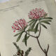 Naturalist Plate – 19th Century Botanical Engraving, Double-Sided
