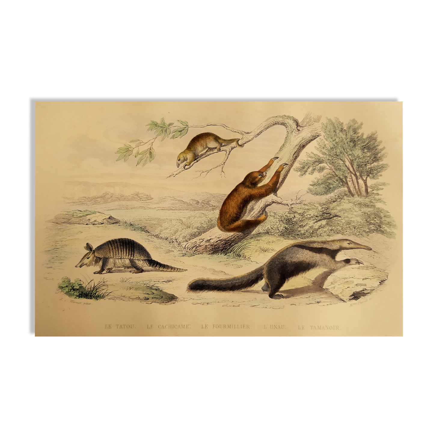 Original zoological board "tatou - cachicame - antelier tamanoir - unau " buffon 1838