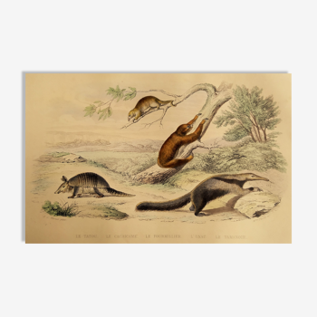 Planche zoologique originale "tatou - cachicame - fourmilier tamanoir - unau " buffon 1838