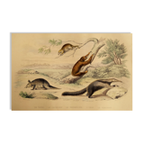 Original zoological board "tatou - cachicame - antelier tamanoir - unau " buffon 1838