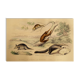 Original zoological board "tatou - cachicame - antelier tamanoir - unau " buffon 1838