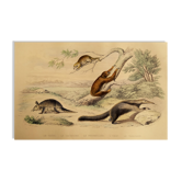 Planche zoologique originale "tatou - cachicame - fourmilier tamanoir - unau " buffon 1838