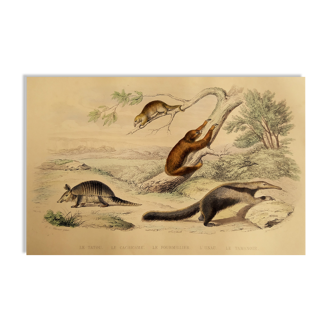 Planche zoologique originale "tatou - cachicame - fourmilier tamanoir - unau " buffon 1838