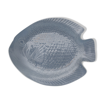 Large dish shape fish in glass