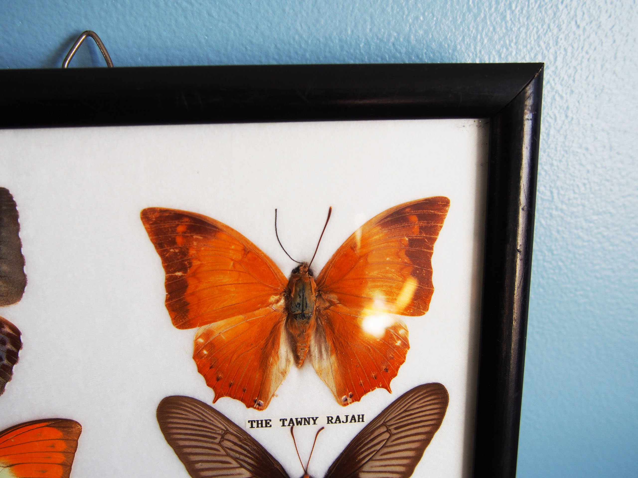 4 butterflies frame