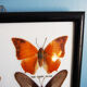 4 butterflies frame